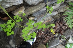 Corydalis cashmeriana